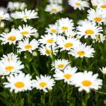 Manoir De Coulandon Affittacamere Argentan