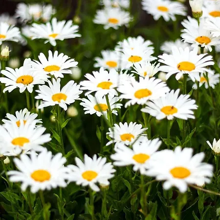 Manoir De Coulandon Gasthof Argentan