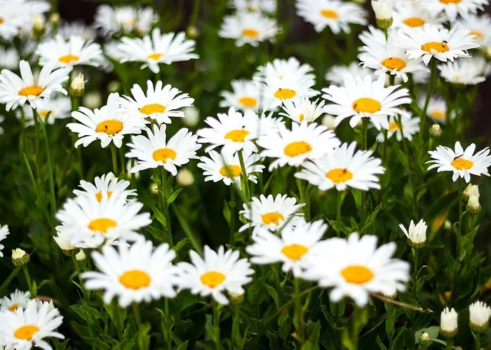 Manoir De Coulandon بيت ضيافة أرجينتان